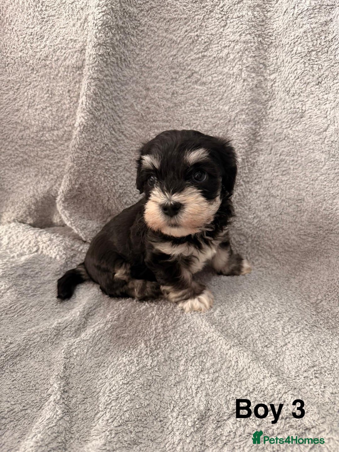 Mixed Breed dogs for sale: Chorkie - Maltese Mix for Sale - Advert 11