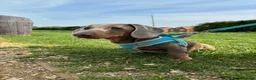 Miniature Dachshund dogs for sale: Lilac and tan miniature Dash-hound  - Advert 3