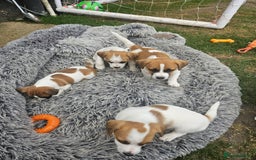 Jack Russell dogs for sale: Pure jack russell puppies  - Image 6