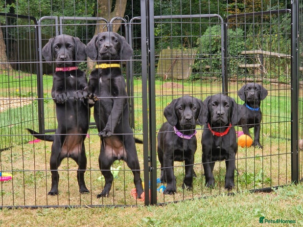 Cockerdor dogs in Market Drayton - Advert 2