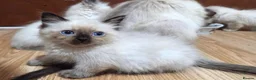 Ragdoll cats for sale: Purebred Ragdoll Kittens, Ready to Go - Advert 15