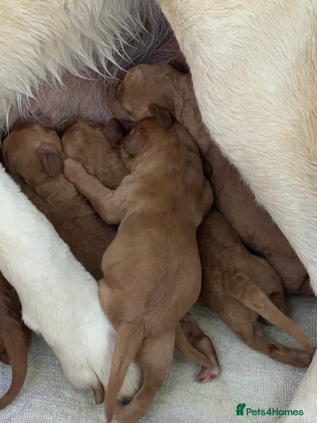 Labradoodle dogs for sale: F1 Red Miniature Labradoodles  - Advert 5