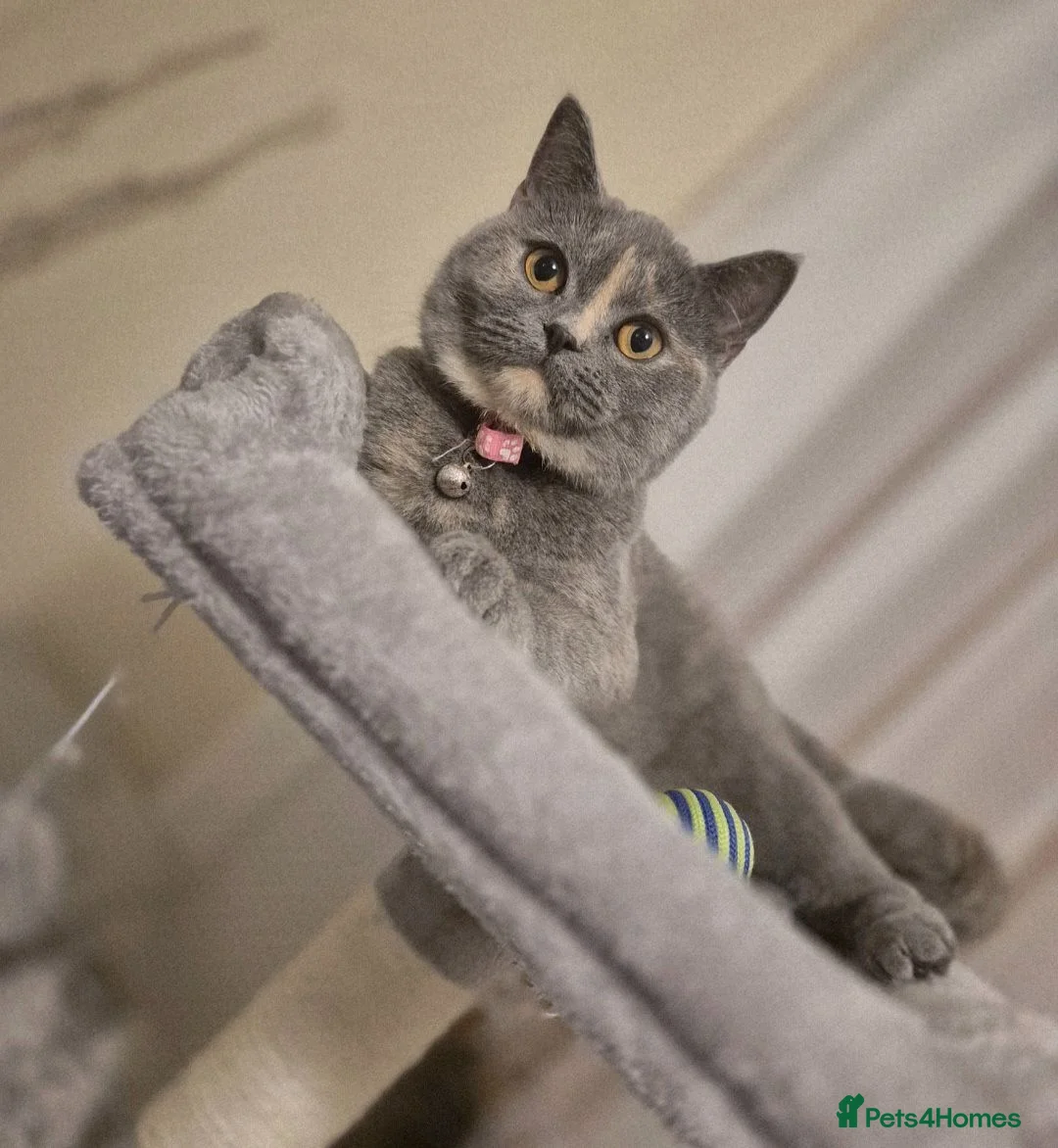 Scottish Fold cats for sale: Scottish Fold/ Straight kittens  in Ripon - Advert 1