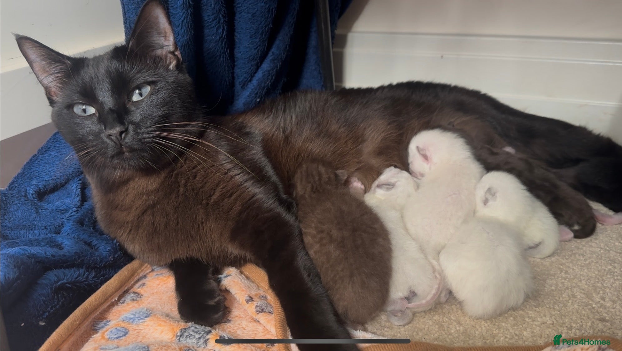 Ragdoll cats 7 STUNNING RAGAMESE (RAGDOLL-SIAMESE) KITTENS - Advert 16