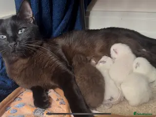 Ragdoll cats 7 STUNNING RAGAMESE (RAGDOLL-SIAMESE) KITTENS - Advert 16