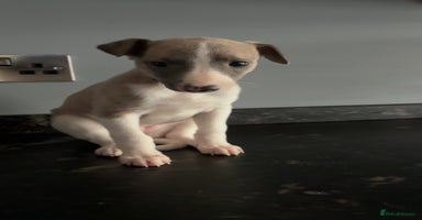 Whippet dogs - Advert 3