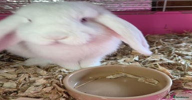 Mini Lop rabbits - Advert 6