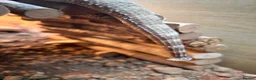 Bearded Dragon reptiles for sale: Male Bearded Dragon for sale  in Bristol - Advert 11