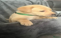 Labrador Retriever dogs for sale: Beautiful KC registered Labrador puppies - Image 21