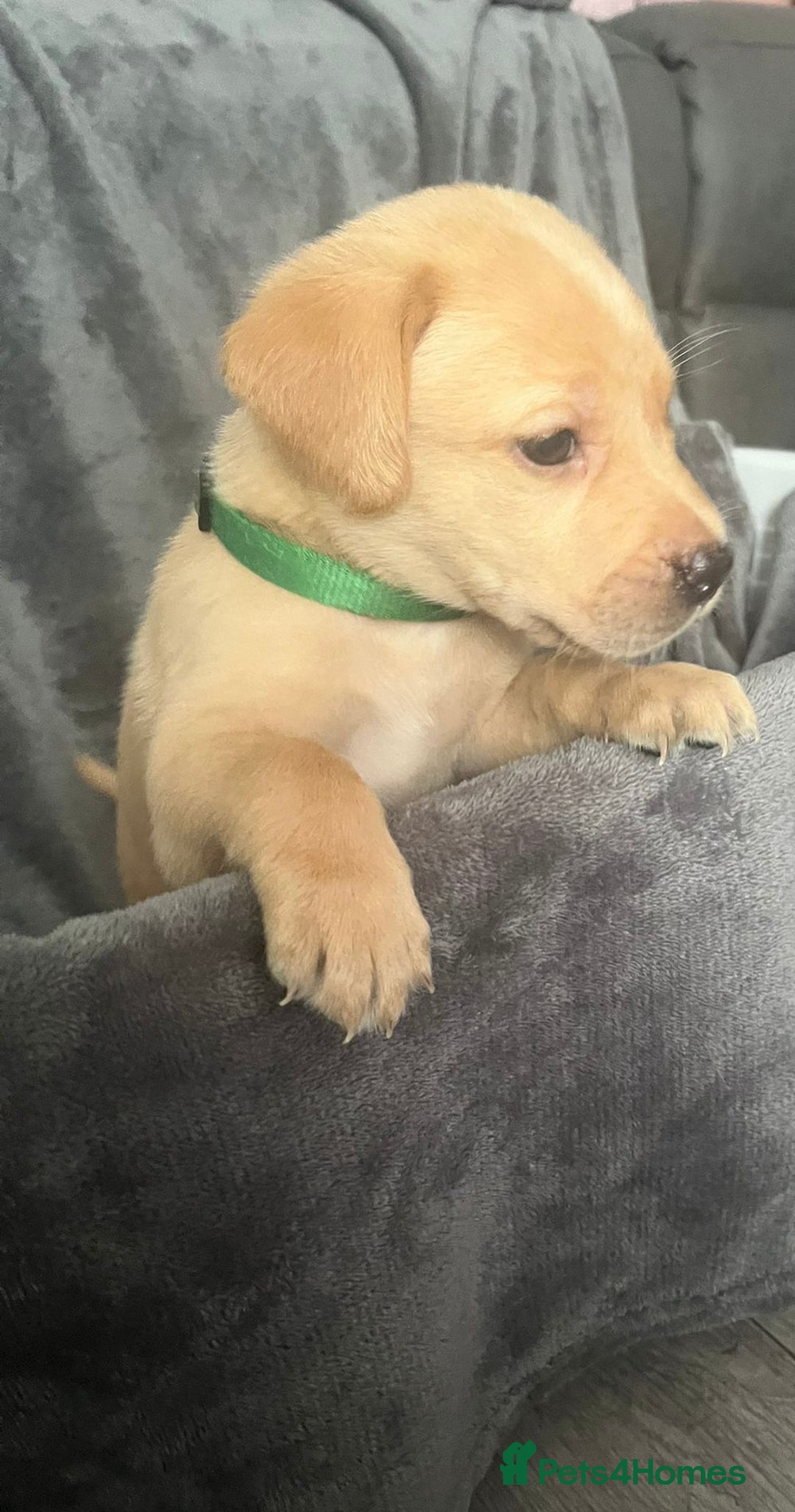Labrador Retriever dogs for sale: Beautiful KC registered Labrador puppies - Image 21