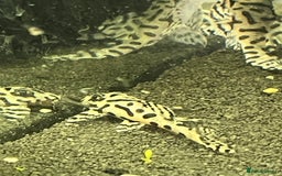 Plecos fish for sale: L236sw Pleco. 1” & 2”-3”  - Image 10