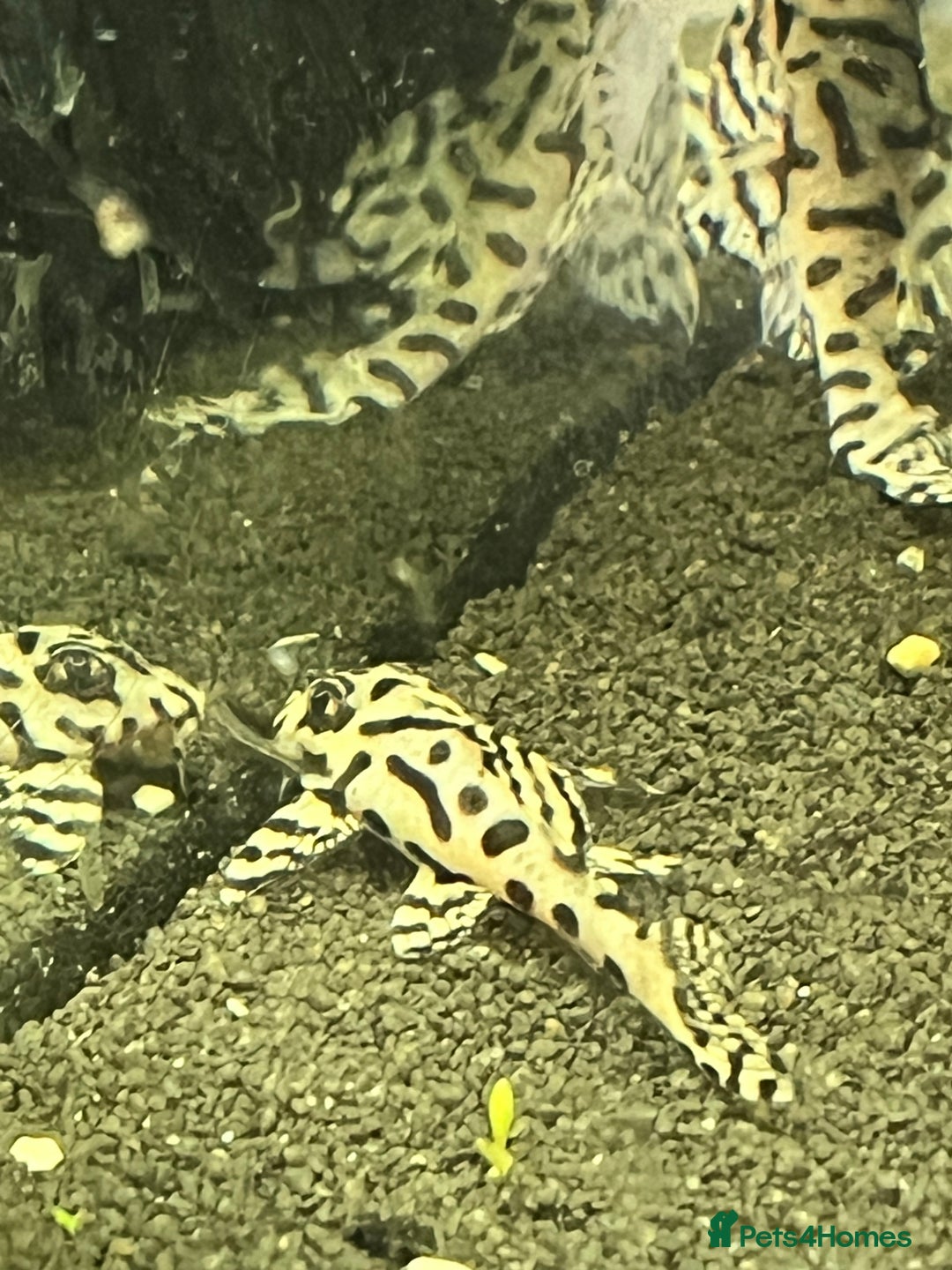Plecos fish for sale: L236sw Pleco. 1” & 2”-3”  - Image 10