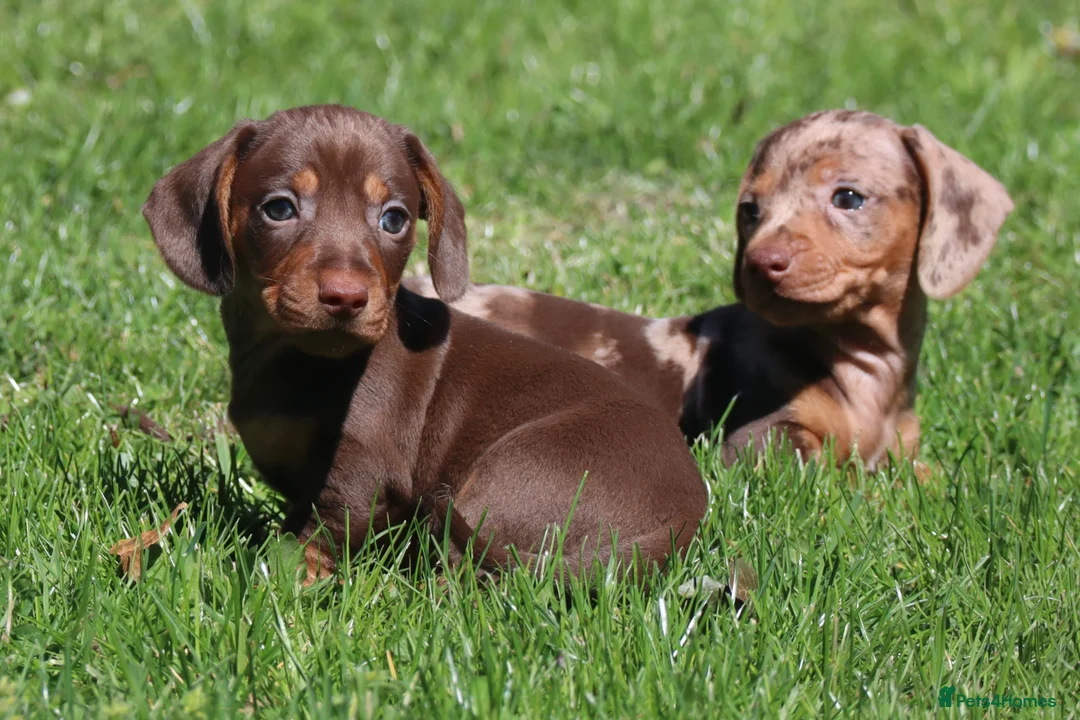 Miniature Dachshund dogs for sale: Ready now! Miniature dachshund puppies  - Advert 10