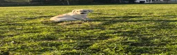 Labrador Retriever dogs for sale: Beautiful Labrador Puppies - Advert 6