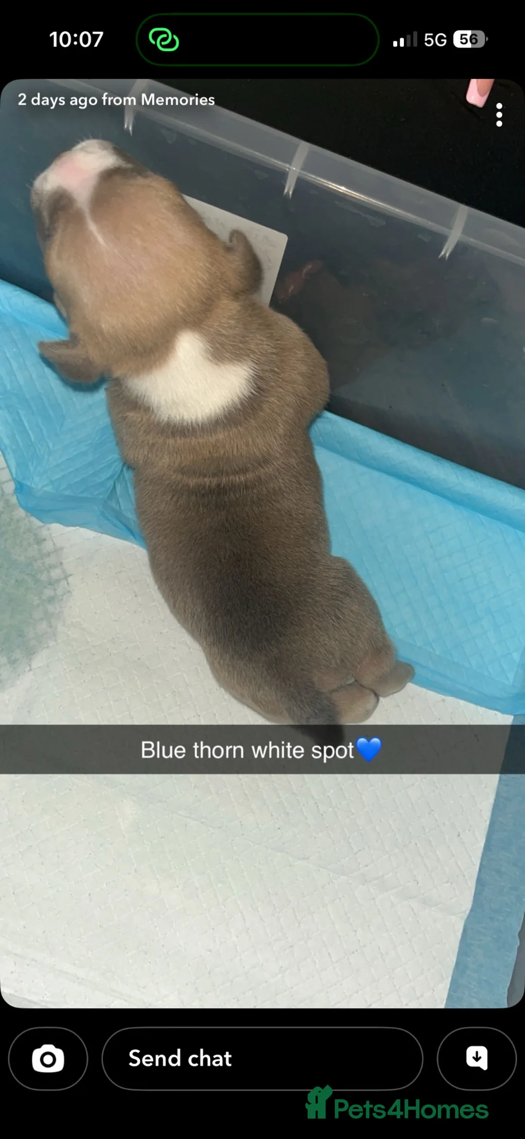 American Bully dogs for sale: American pocket bully’s  - Advert 37