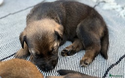 Mixed Breed dogs for sale: German Shepherd cross American bulldog puppies - Image 18