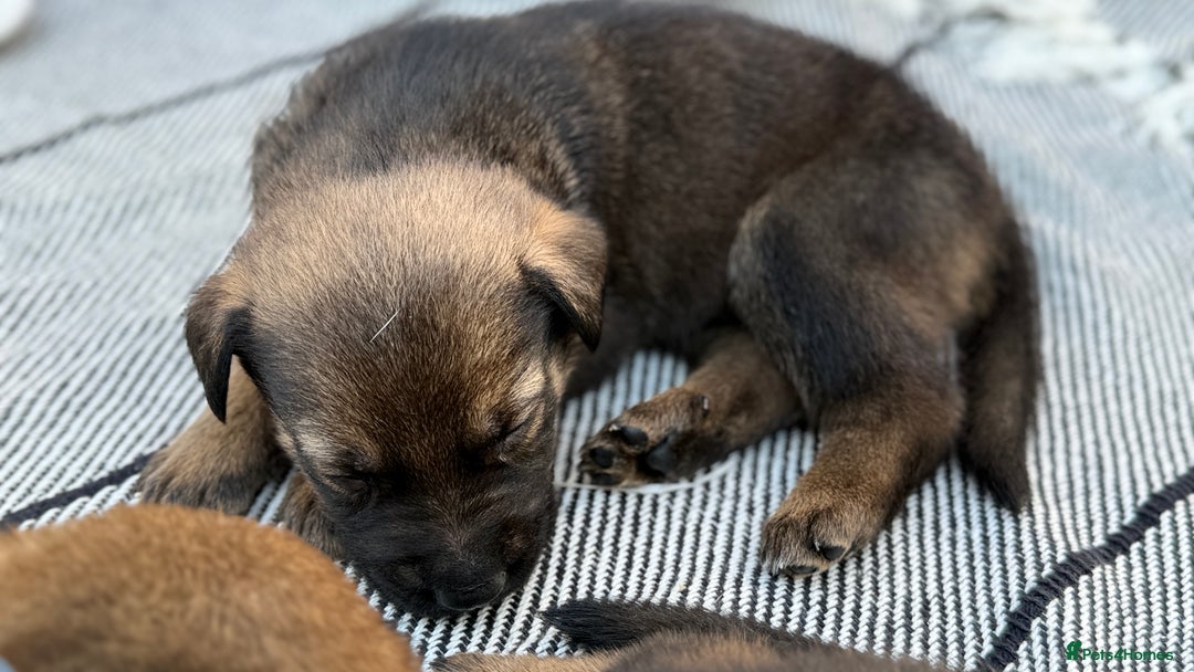 Mixed Breed dogs for sale: German Shepherd cross American bulldog puppies - Image 18