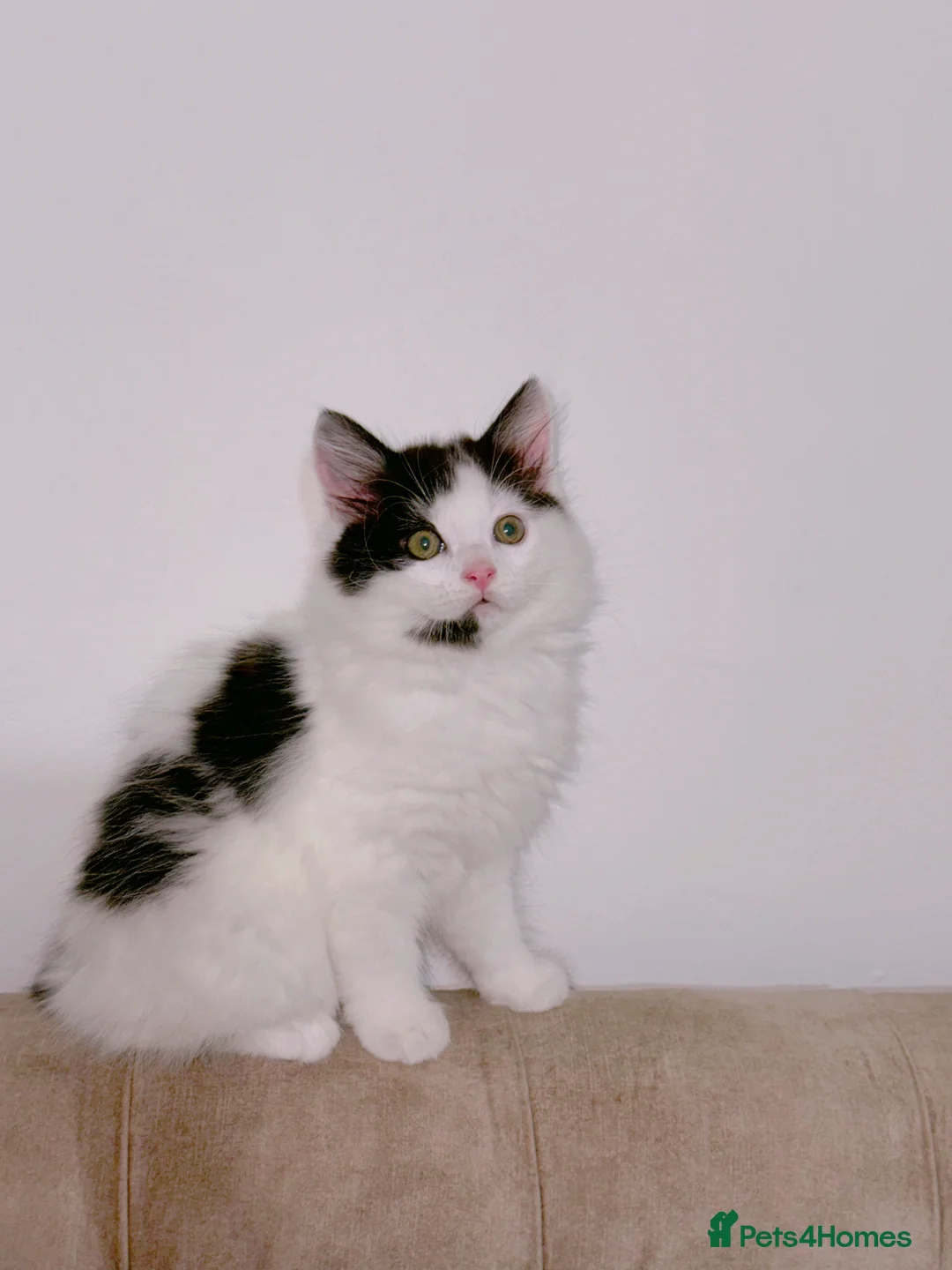 Mixed Breed cats for sale: A black and white kitten. Long haired Male - Advert 2