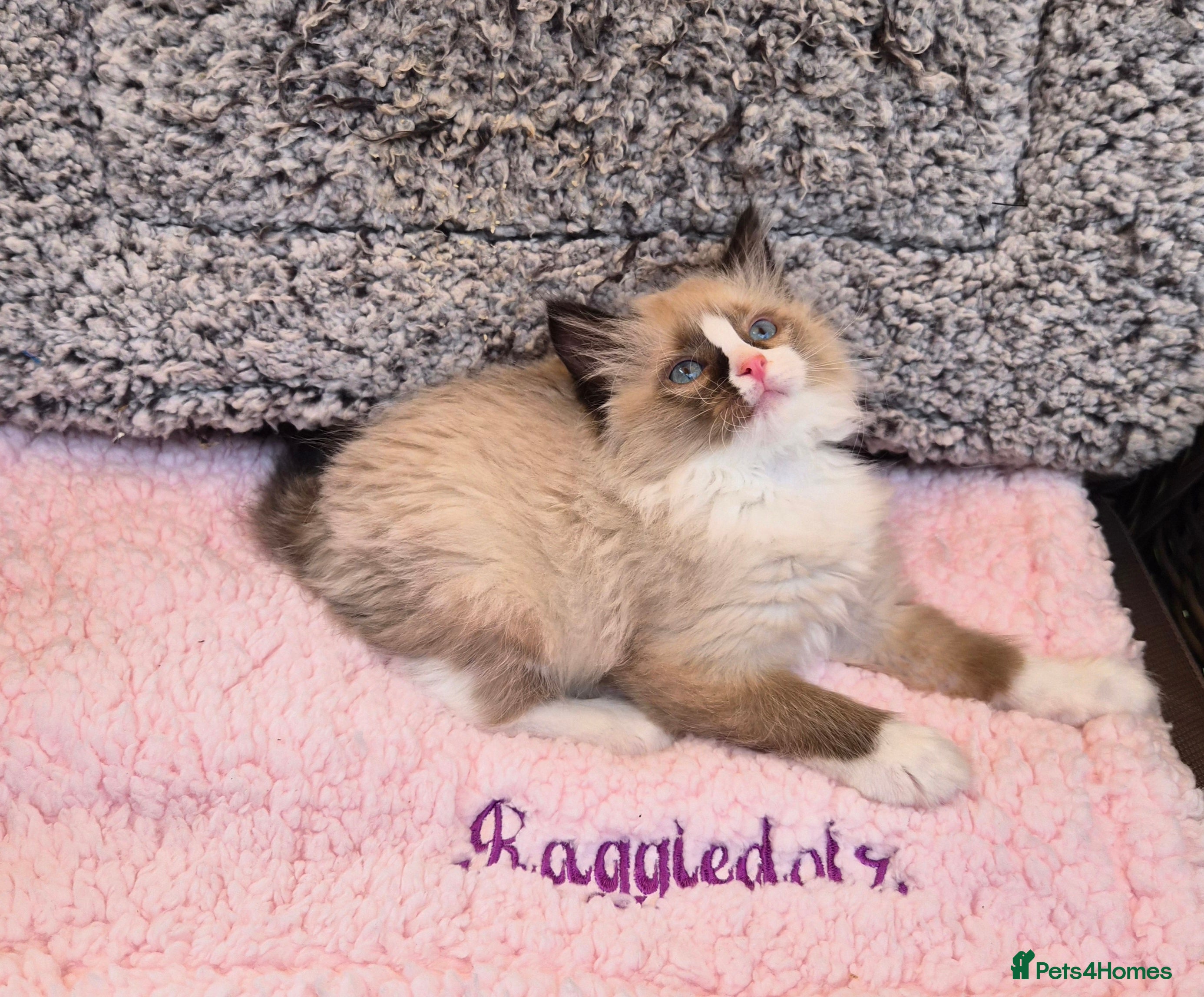 Ragdoll cats GCCF Registered kittens Ready now - Advert 2