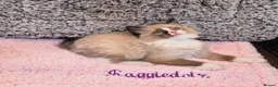 Ragdoll cats for sale: GCCF Registered kittens Ready now - Advert 2