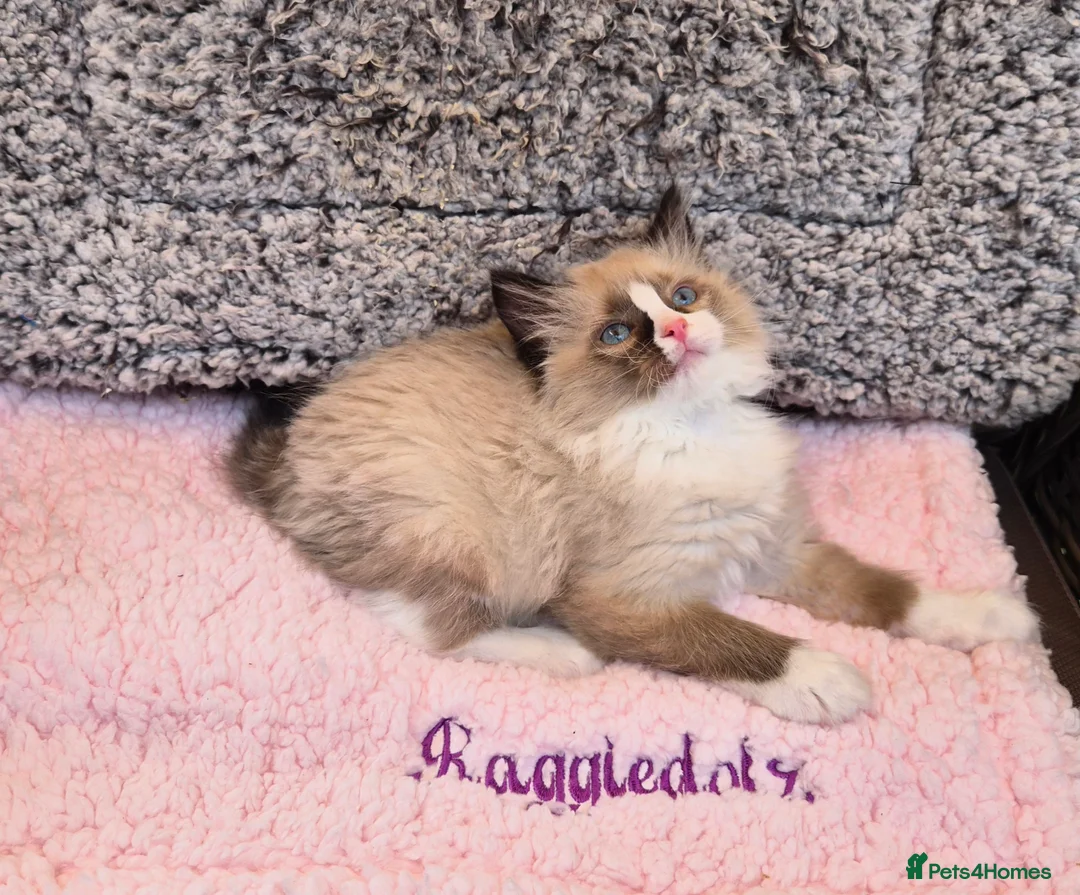 Ragdoll cats for sale: GCCF Registered kittens Ready now - Advert 2