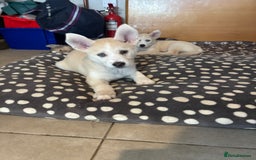 Pomsky dogs for sale: Adorable Blue Eyed 🐾 Long Eared Pomskies  - Image 28