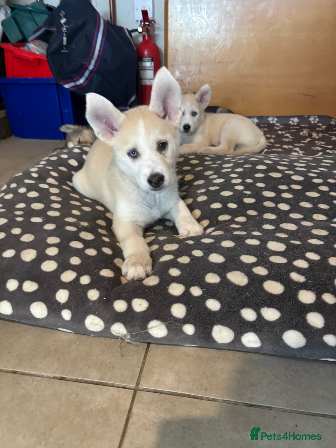 Pomsky dogs for sale: Adorable Blue Eyed 🐾 Long Eared Pomskies  - Image 28
