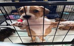 Mixed Breed dogs for sale: American Bulldog cross - Image 3