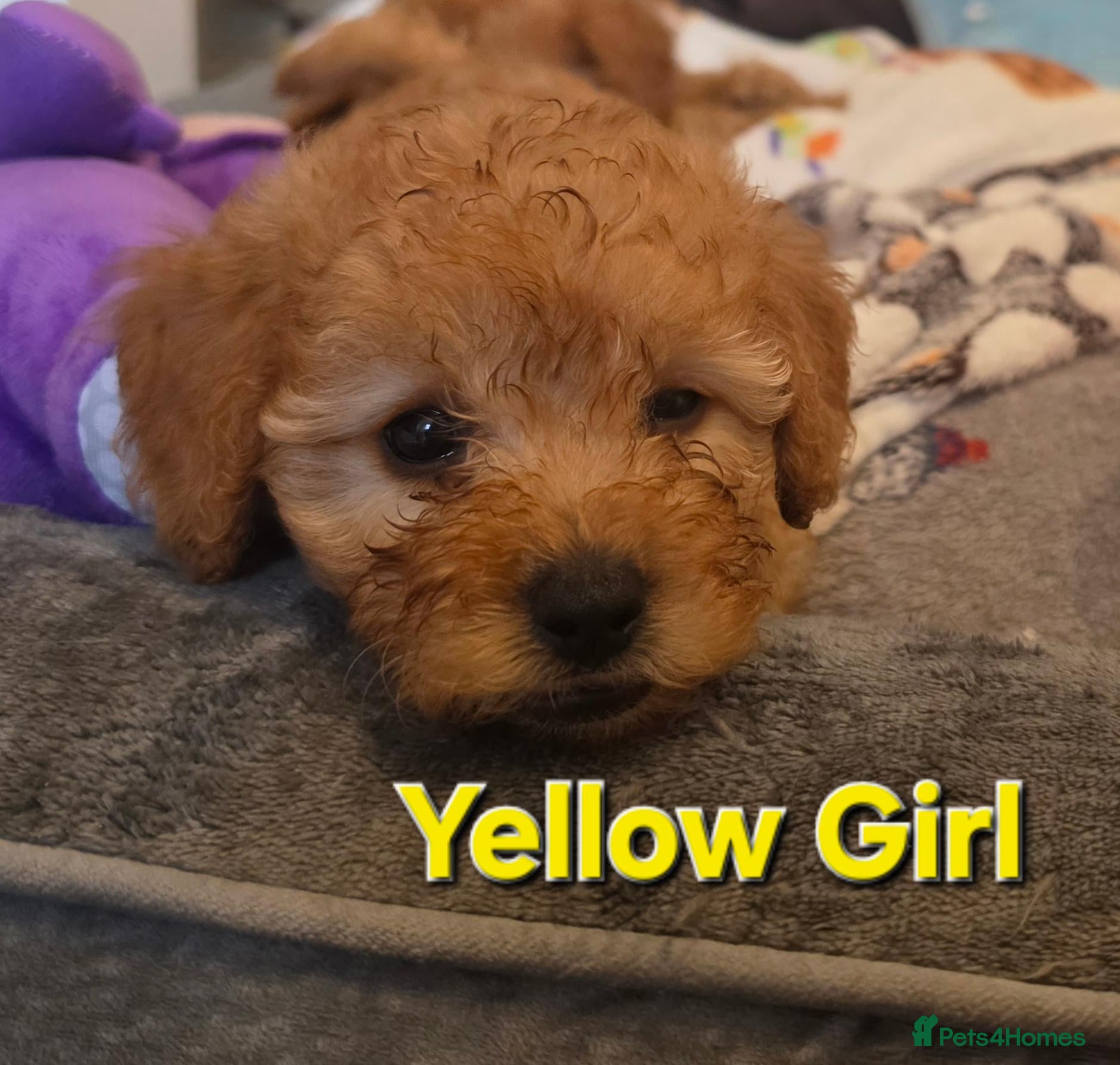 Maltipoo dogs 🐶 3 beautiful maltipoo pups for sale🐶 - Advert 16