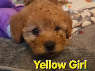 Maltipoo dogs 🐶 3 beautiful maltipoo pups for sale🐶 - Advert 16