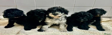 Schnoodle 5