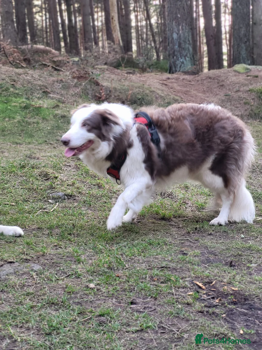 Border Collie dogs for sale: Beautiful Border Collies. Parents DNA tested.  - Advert 22
