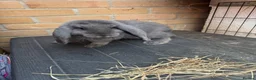 Continental Giant rabbits for sale: French Lops & Mini Lops  - Advert 3