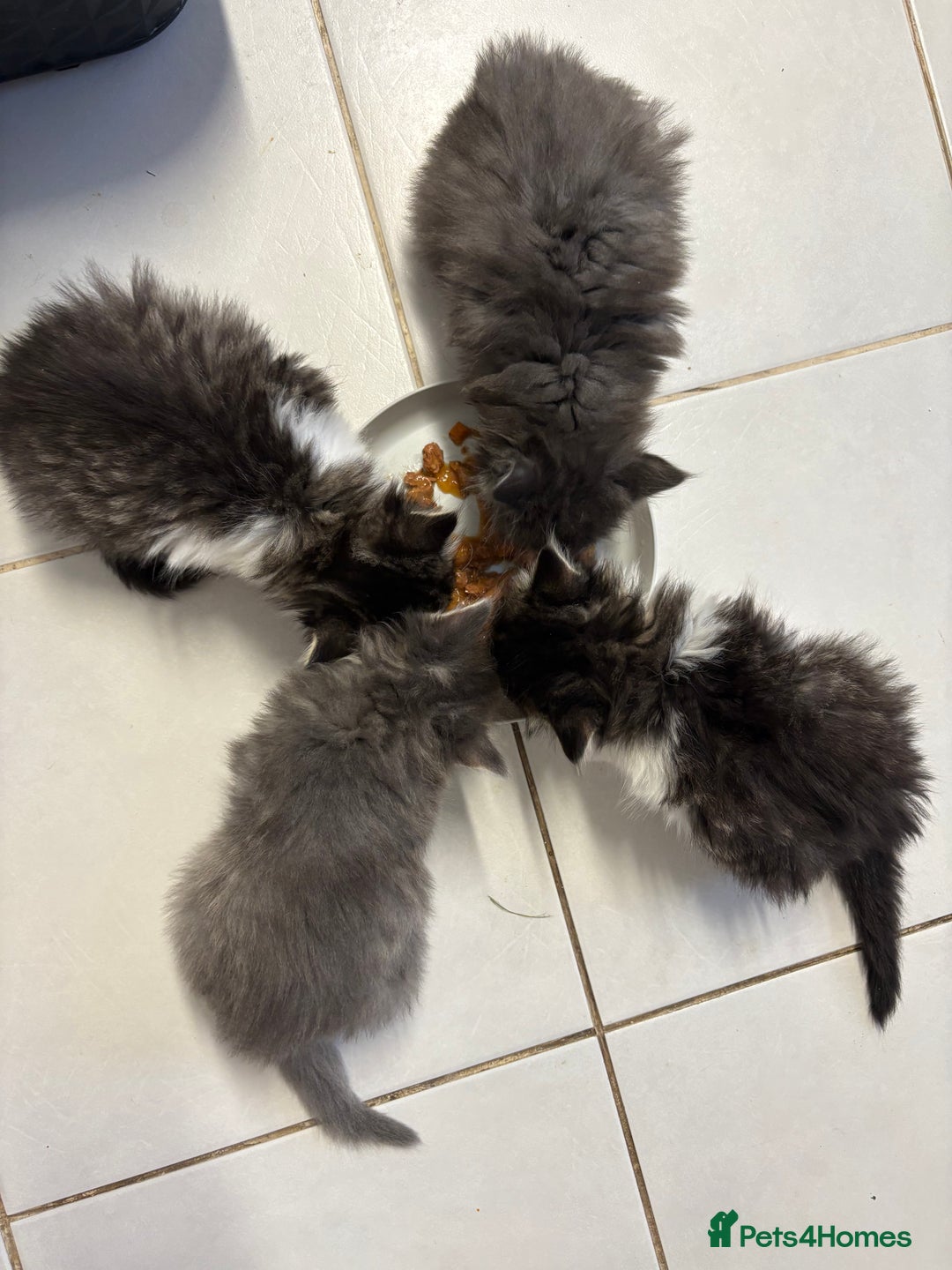 Domestic Shorthair cats for sale: 2 princes an 2 princess kittens  - Image 30