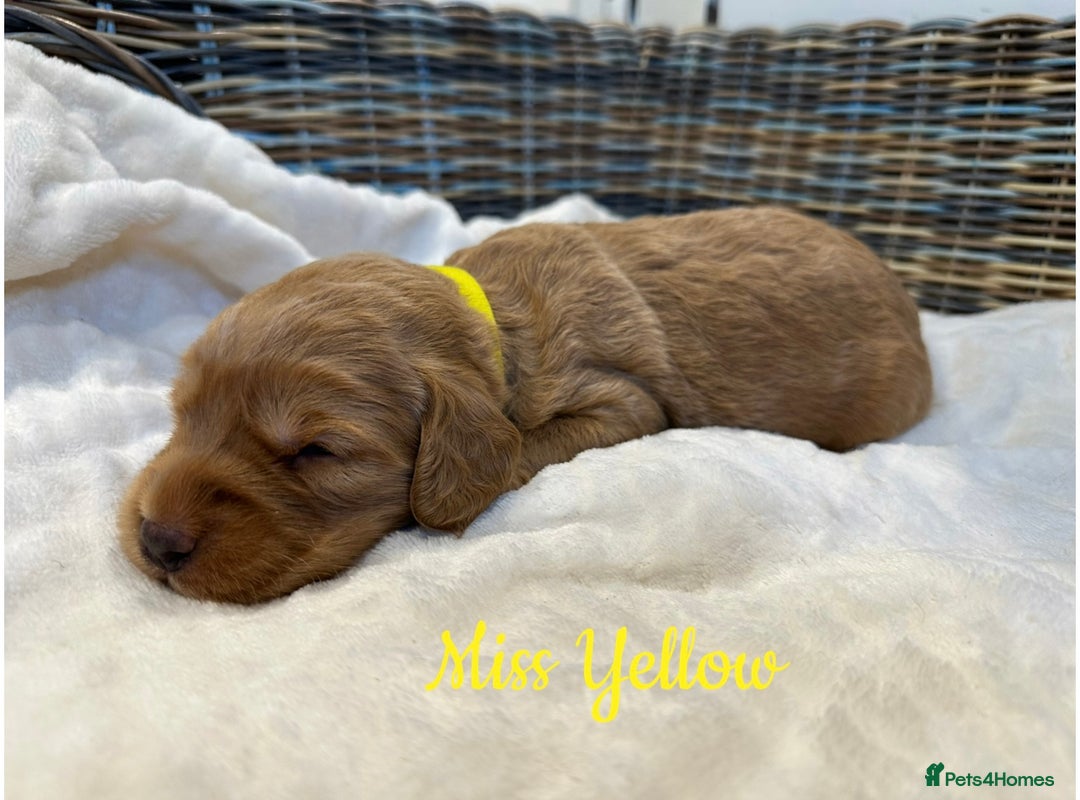 Labradoodle dogs for sale: ⭐️Fully Health Tested F1 Miniature Labradoodles - Advert 7