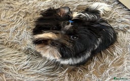 Mixed Breed dogs for sale: Colour Yorkshire Terrier   , DNA tested parents  - Image 5