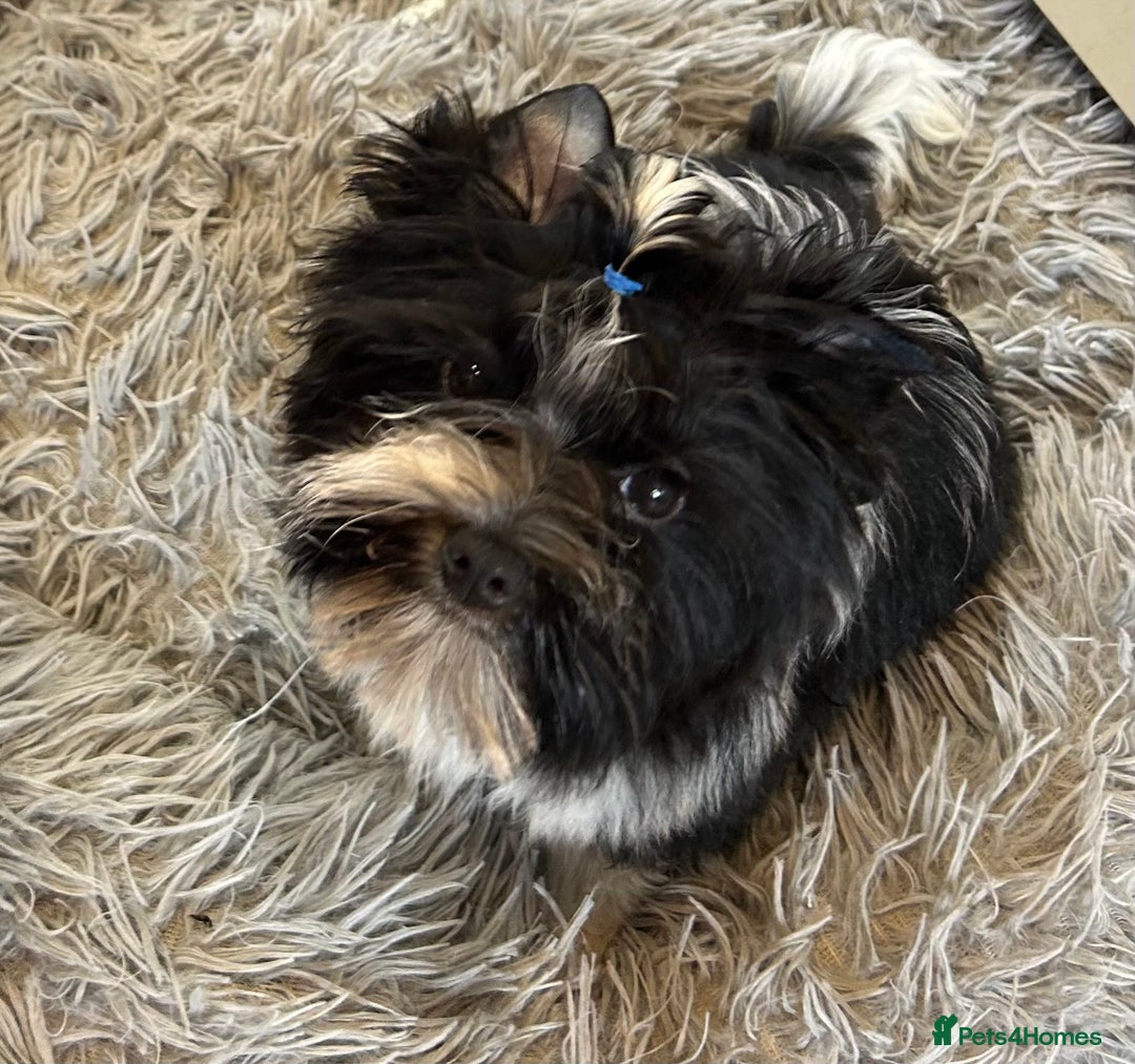 Mixed Breed dogs for sale: Colour Yorkshire Terrier   , DNA tested parents  - Image 5
