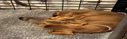 Miniature Dachshund dogs for sale: KC registered Miniature Smooth haired Dachshund  - Advert 6