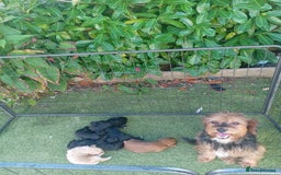 Cavapoo dogs for sale: Cavapoo puppies - Image 9