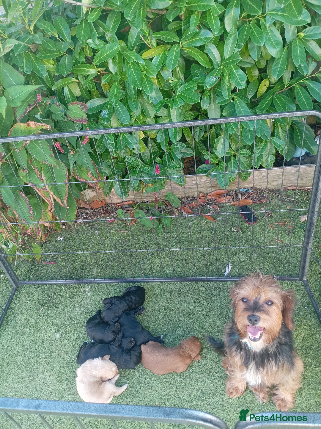 Cavapoo dogs for sale: Cavapoo puppies - Image 9