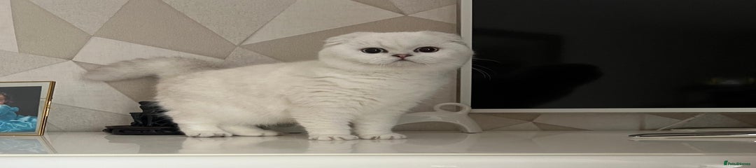 Scottish Fold Phoebe