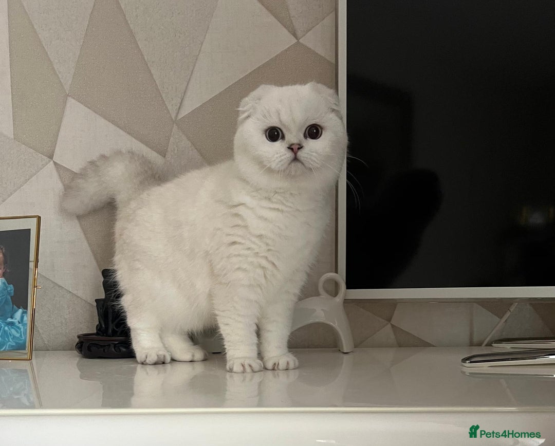 Scottish Fold cats for sale: Scottish Kittens – Fold & Straight – Ready Now - Advert 11