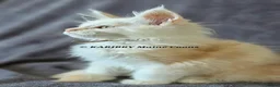 Maine Coon cats for sale: RARE Red Shaded, XL large TICA registerd  - Advert 18