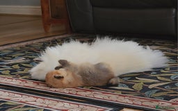 Pomeranian dogs for sale: Beautiful quality pomeranian girl puppies  - Image 14