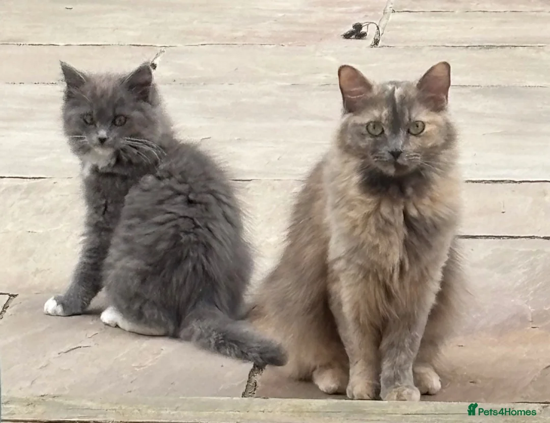 Ragdoll cats for sale: Jesus - TICA reg solid blue mitted boy ragdoll - Advert 10