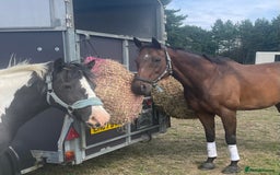 Irish Cob horses for sale: Mothers Dream - Advert 3