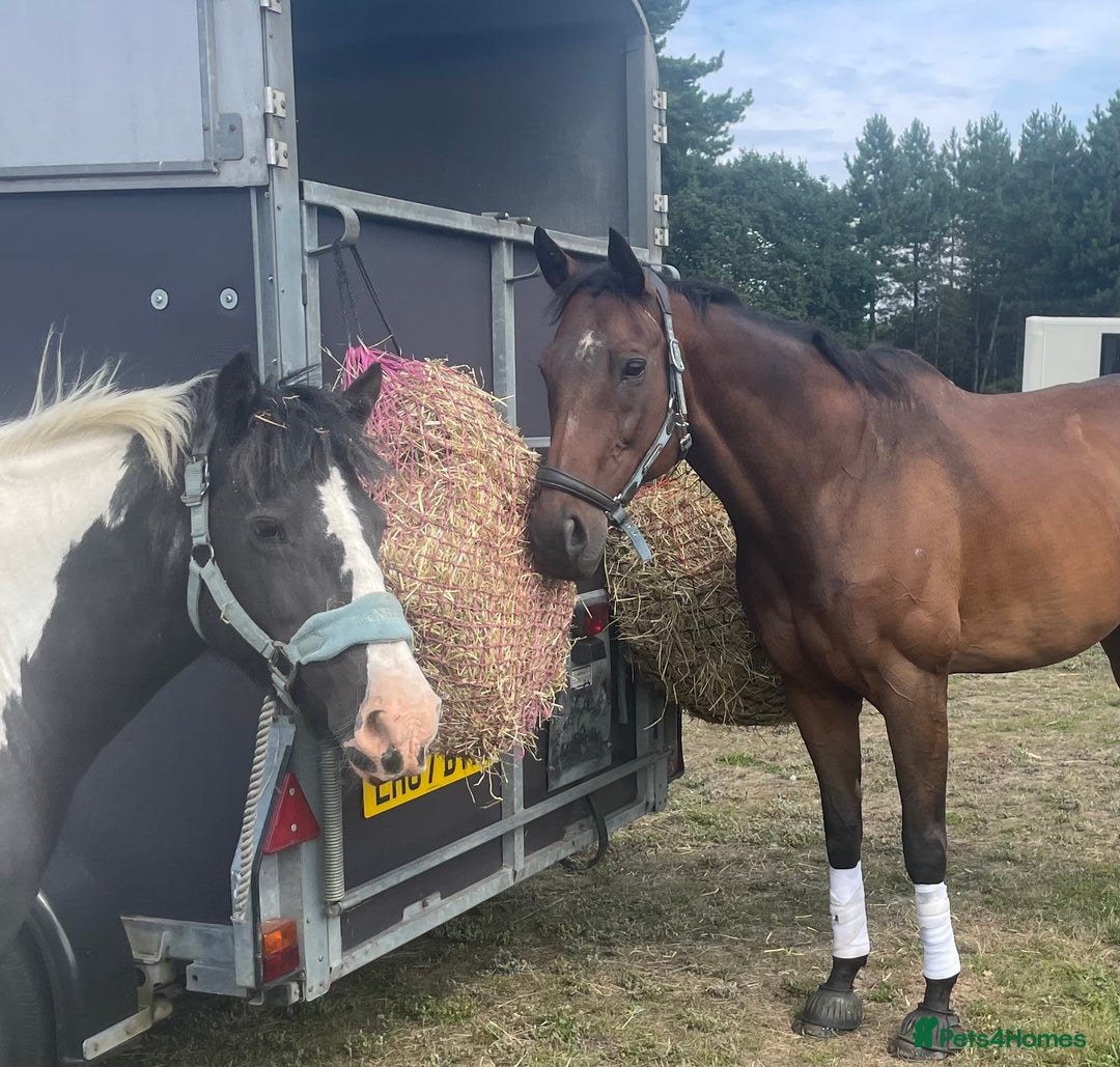 Irish Cob horses for sale: Mothers Dream - Advert 3