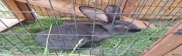 Continental Giant rabbits for sale: Continental giant rabbits  - Advert 4
