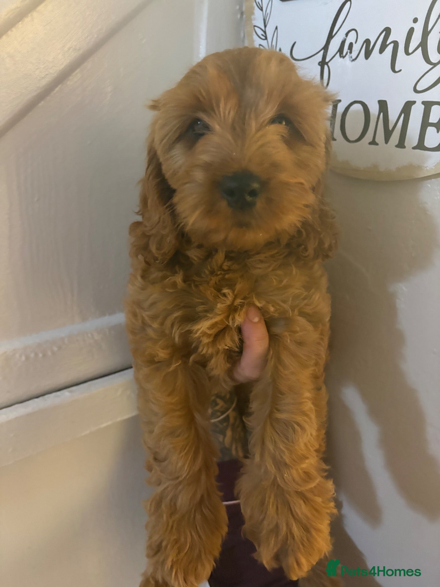 Cockapoo dogs Gorgeous Cockapoo Puppies  - Advert 1