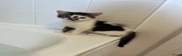 Mixed Breed cats for sale: Two shorthair cross kittens  - Advert 2